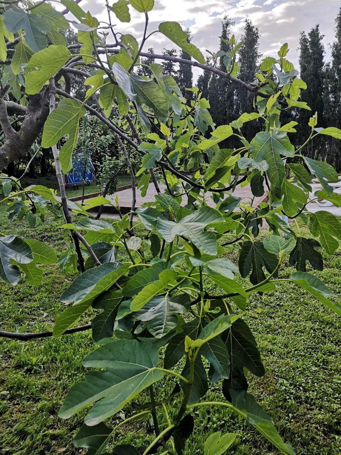 Can Resiu Seriñá Dış mekan fotoğraf